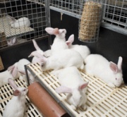 Belgisch konijn zoekt professionele kweker