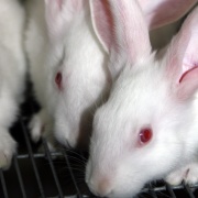 Hybride konijnen