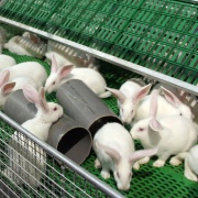 Commerciële konijnenhouderij