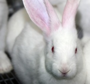 Overzicht opbrengstprijzen konijnen per jaar